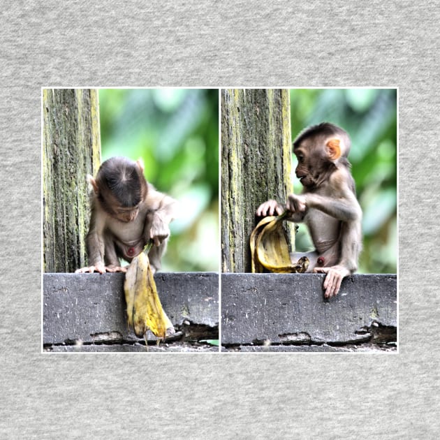 Pig-tailed Macaque Baby Playing, Borneo by Carole-Anne